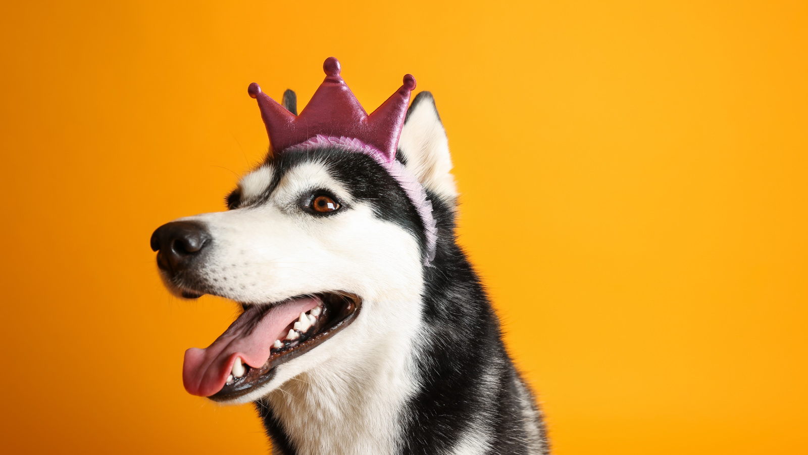 Adobestock 251295536