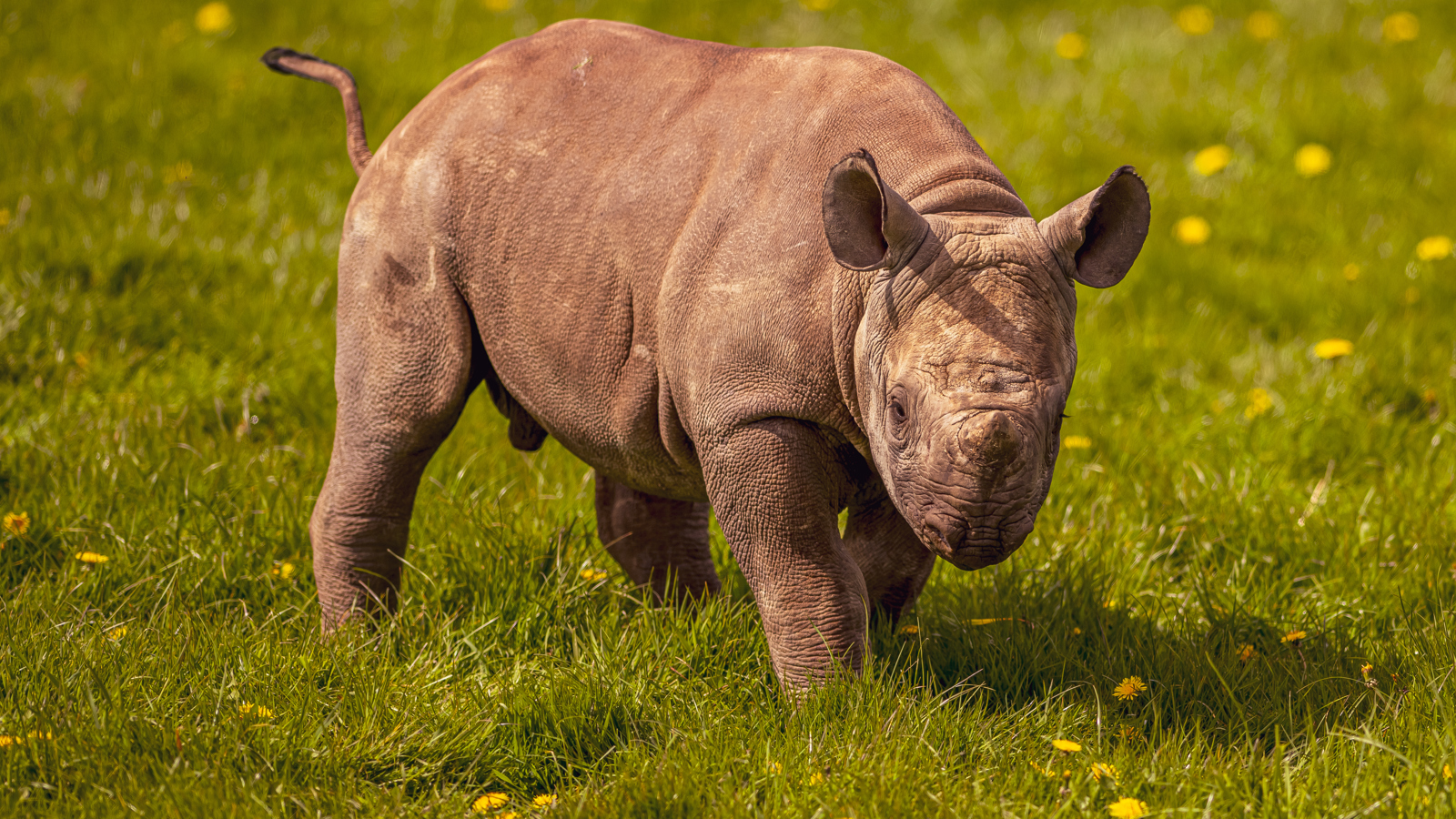 2024 Rocco The Rhino Dr Ywp 64