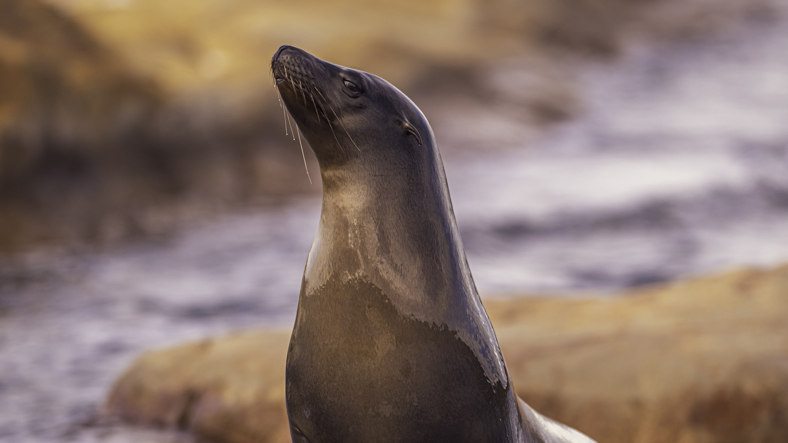 2024 Sea Lions At Point Lobos Dr Ywp 59