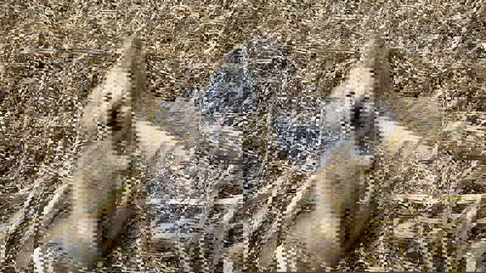 Fcaf0b4b 6070 40D2 B9ba 8Aa708901456