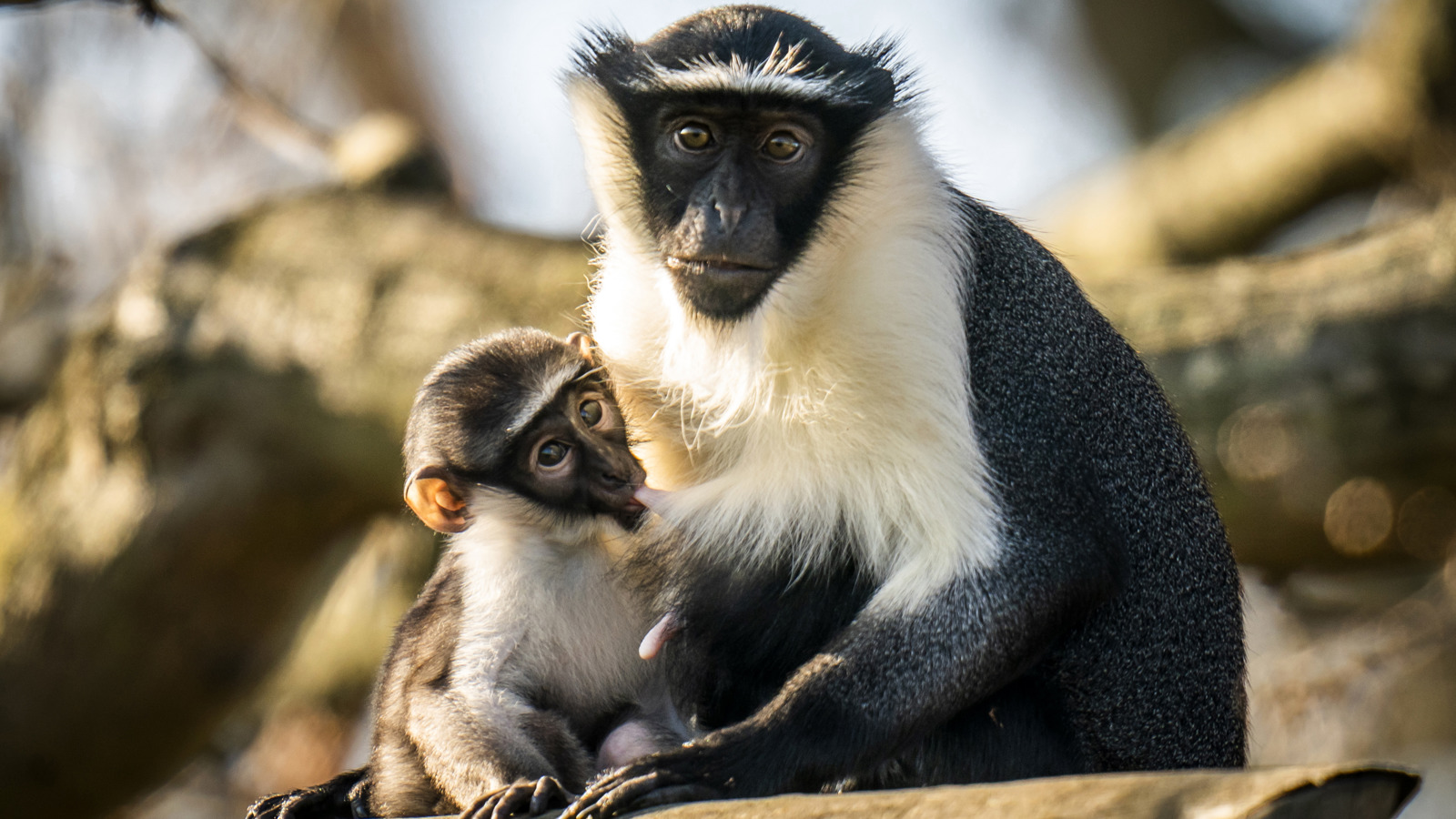 Animals Monkey 017 Web Only