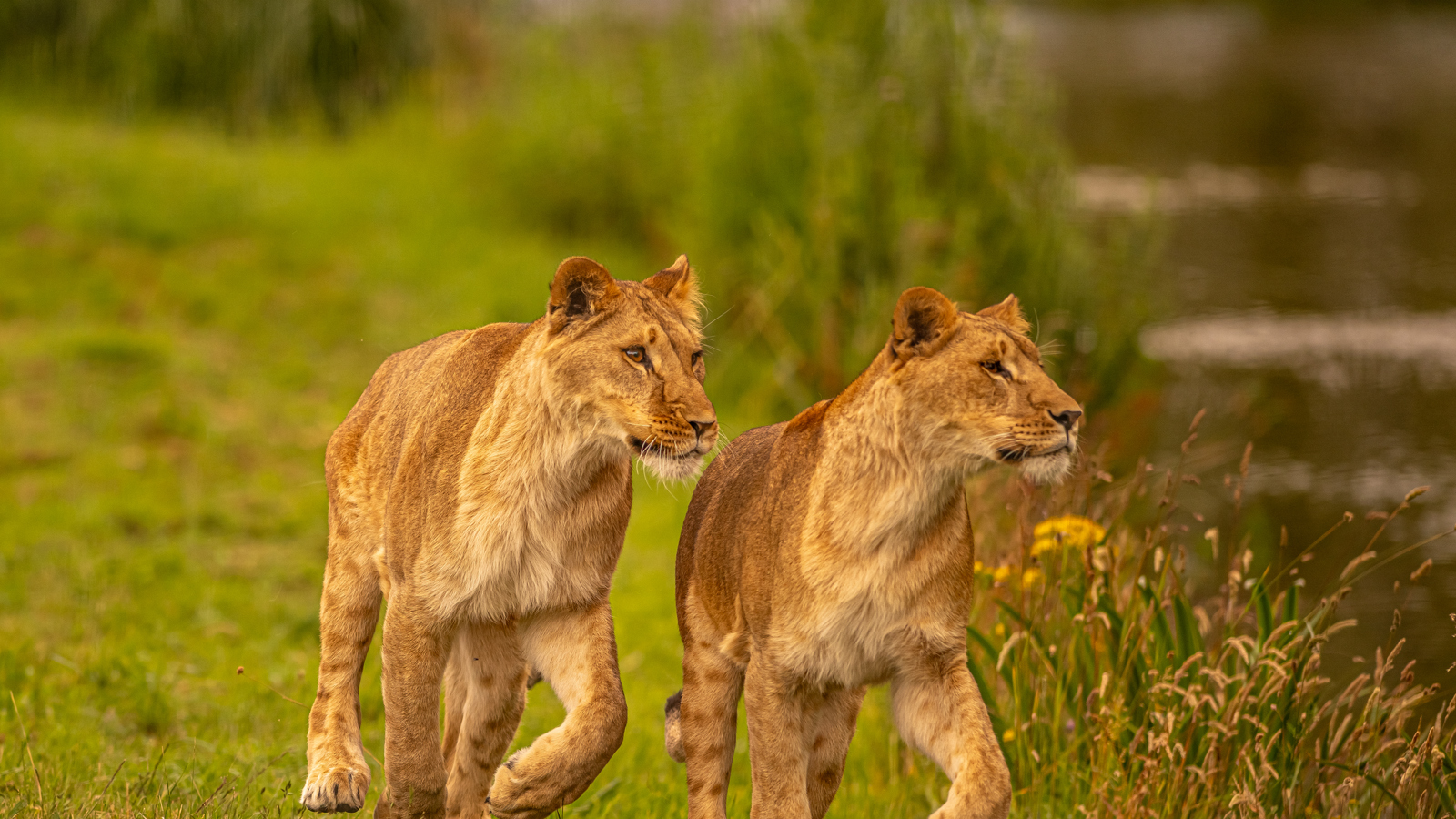 2024 Lion Rescue 2 Dr Ywp 121