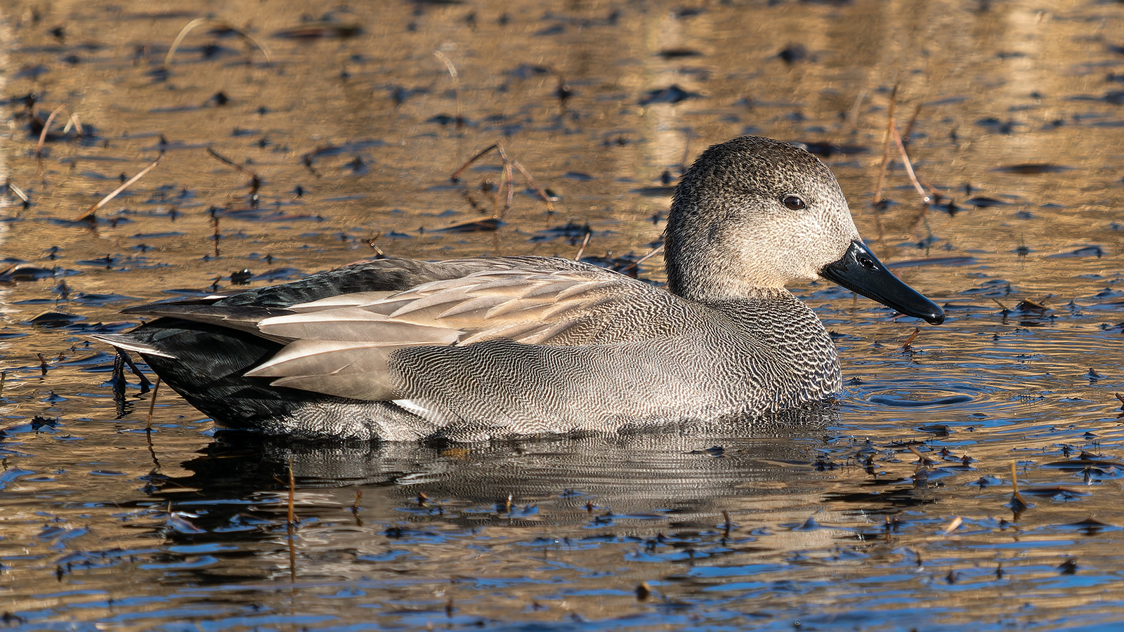 Male Gadwall Derek Crunkhorn