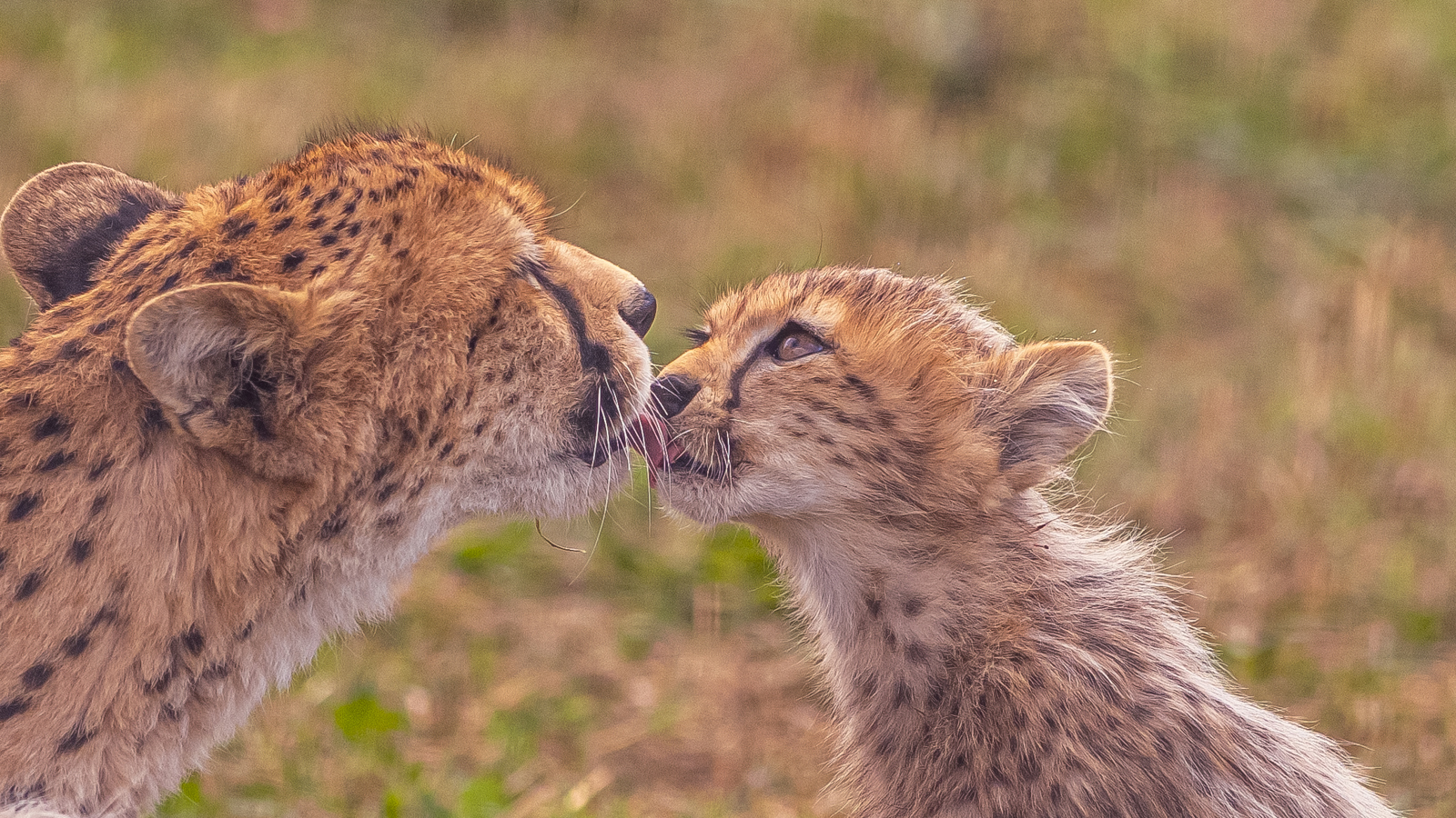 2024 Cheetah Territory Dr Ywp 176