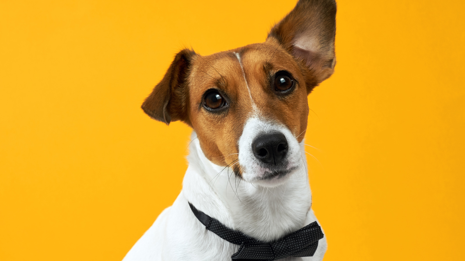 Adobestock 185288947