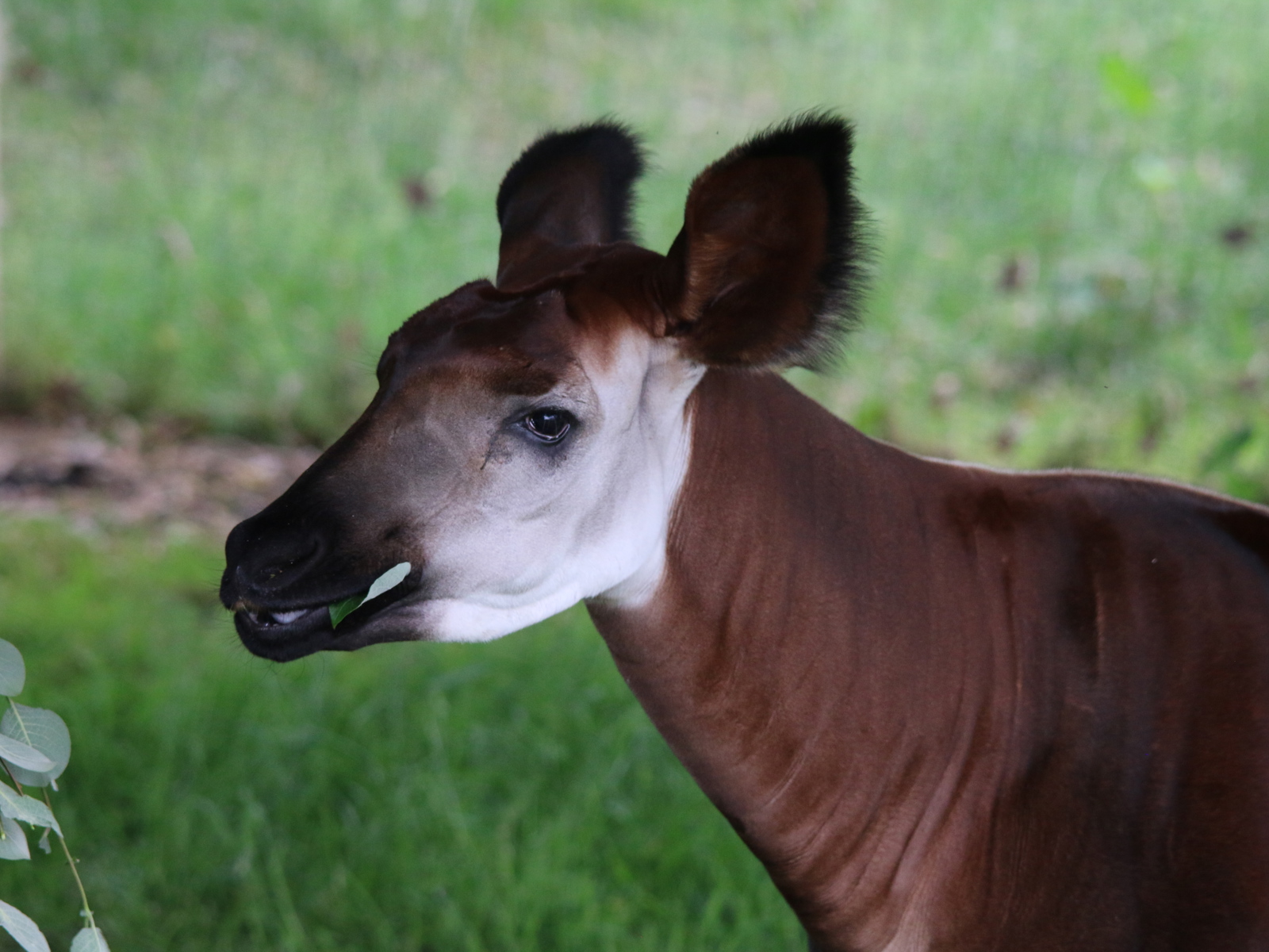 Okapi