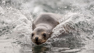 2021 06 04 2021Point Lobos Seal Lions Enjoying The Water 12 Dr Ywp