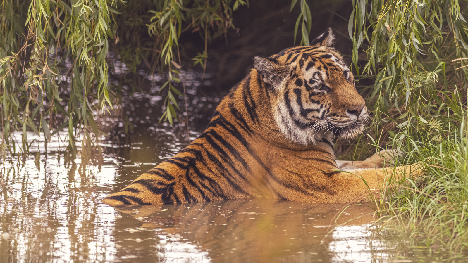 2022 08 22 2022Land Of The Tiger 79 Dr Ywp