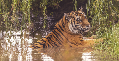 2022 08 22 2022Land Of The Tiger 79 Dr Ywp