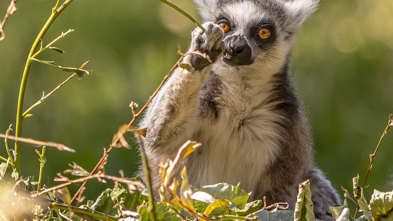 2022 08 22 2022Ring Tailed Lemur 13 Dr Ywp