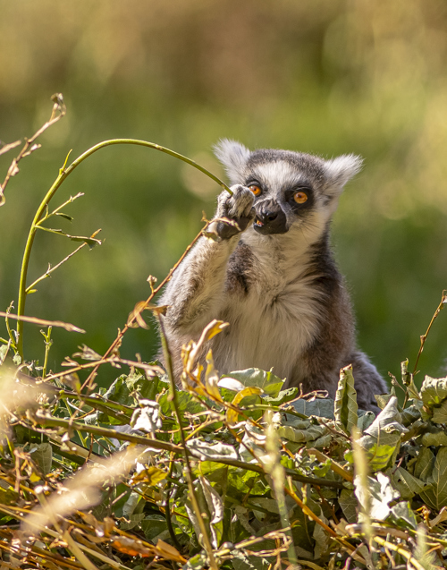 2022 08 22 2022Ring Tailed Lemur 13 Dr Ywp