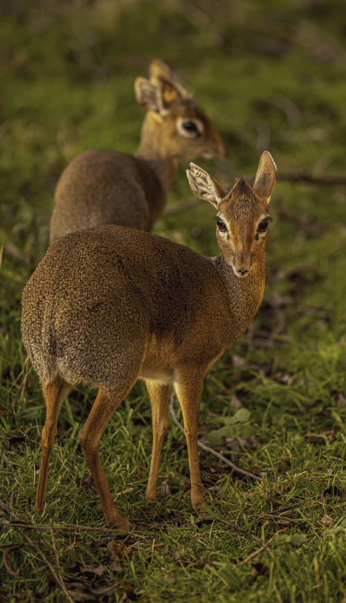 2025 Dik Dik Dr Ywp 1