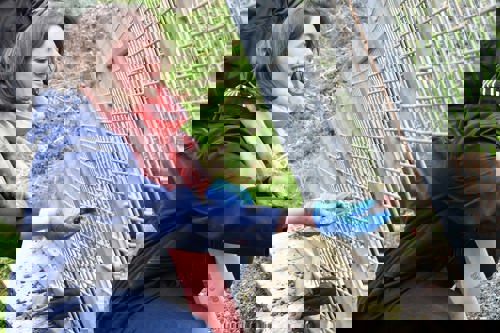 Giant Otter Experience