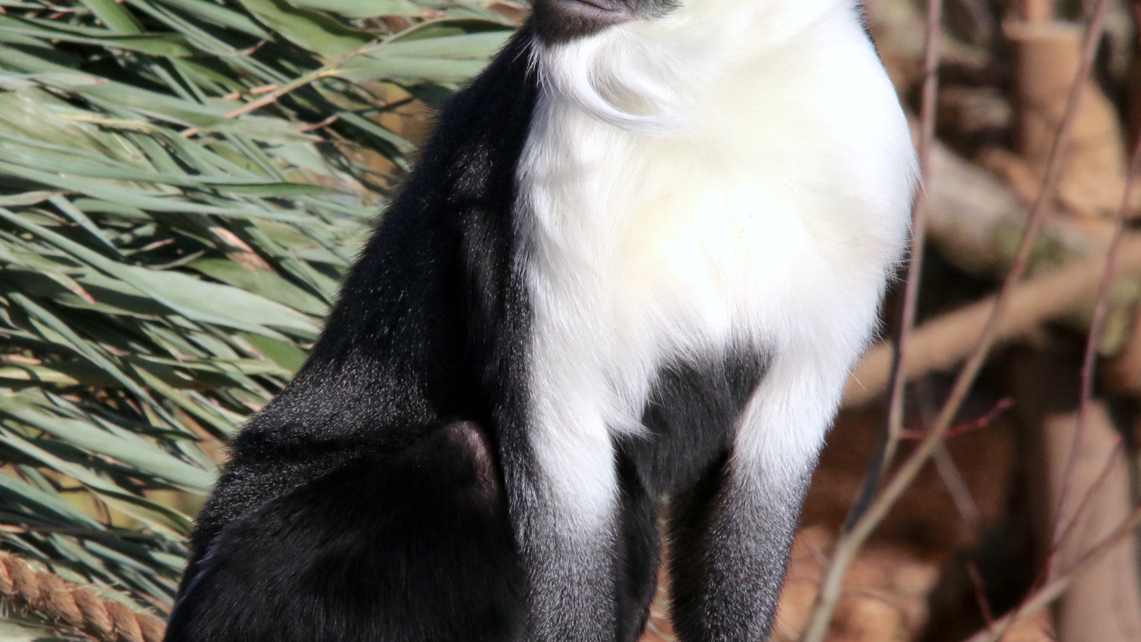 Rafiki Roloway2