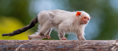 2023 07 26 2023 Amazonas 69 Dr Ywp