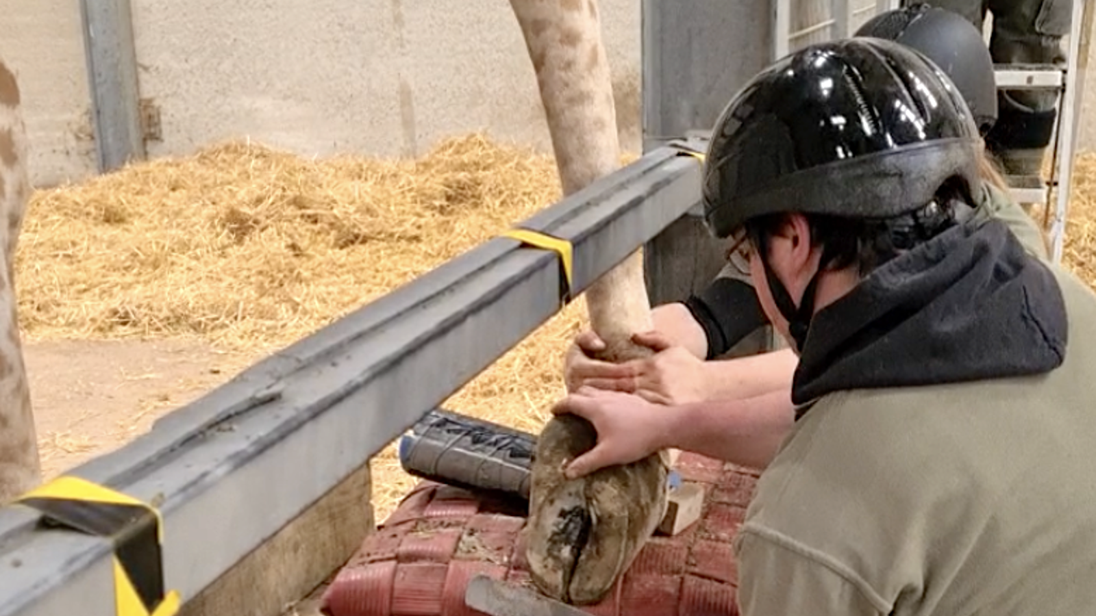 Giraffe Hoof Trim 04 Ywp