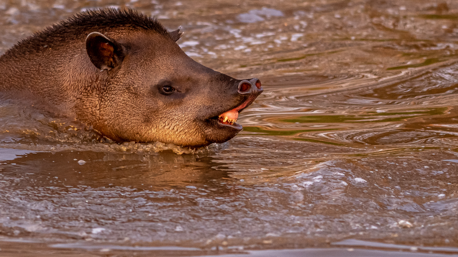 2022Tapir Enjoying The Sun 1 Dr Ywp