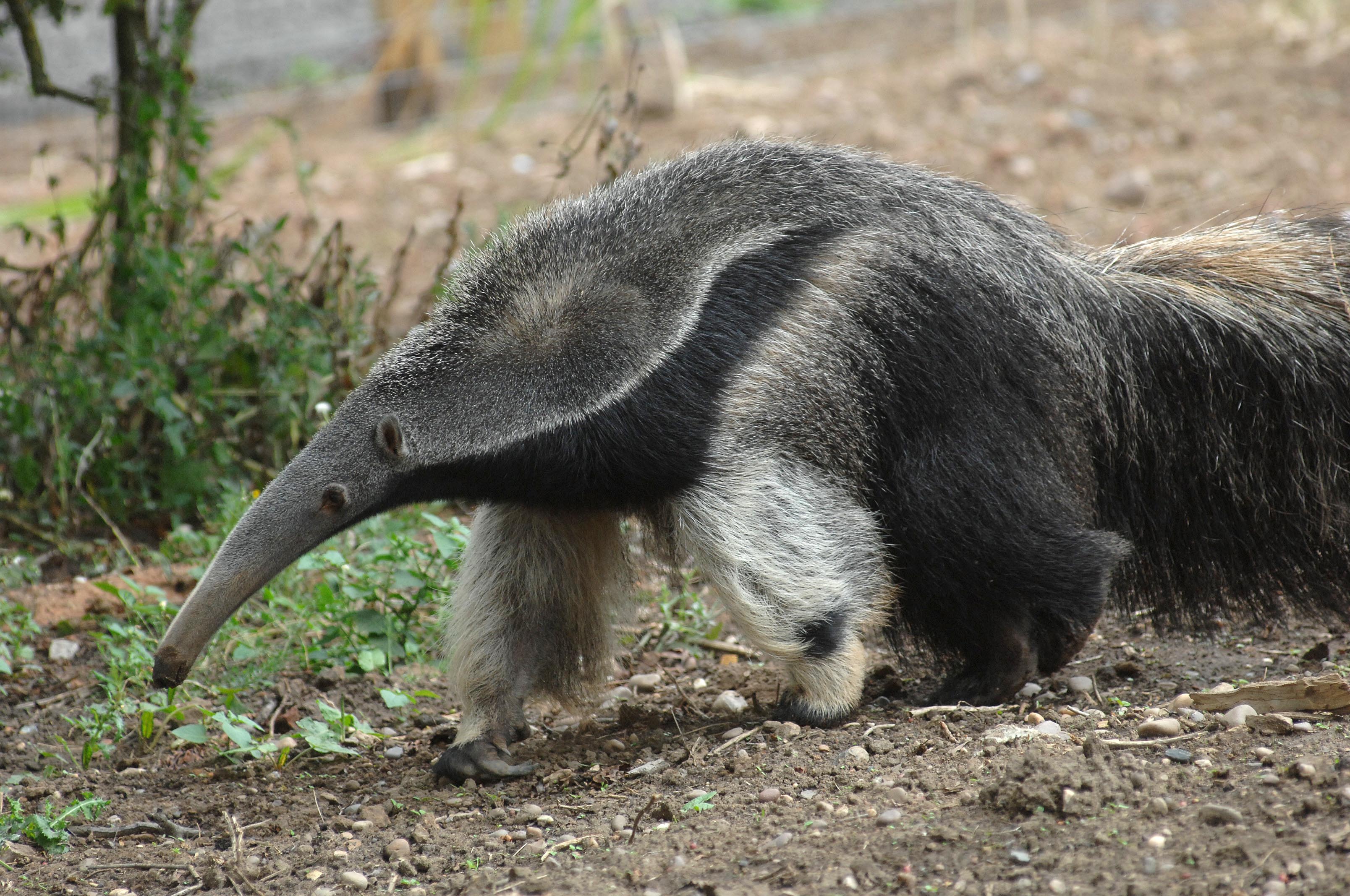 Anteater Kounany Full Body Shot