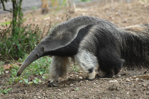Anteater Kounany Full Body Shot