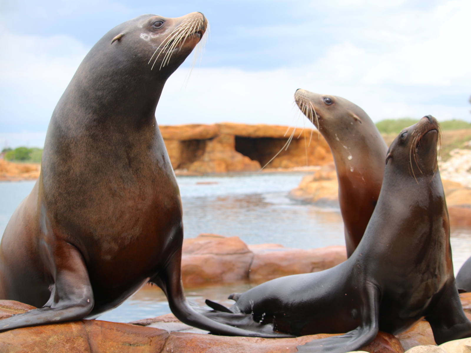 5 May Sea Lion Reserve Point Lobos Opens