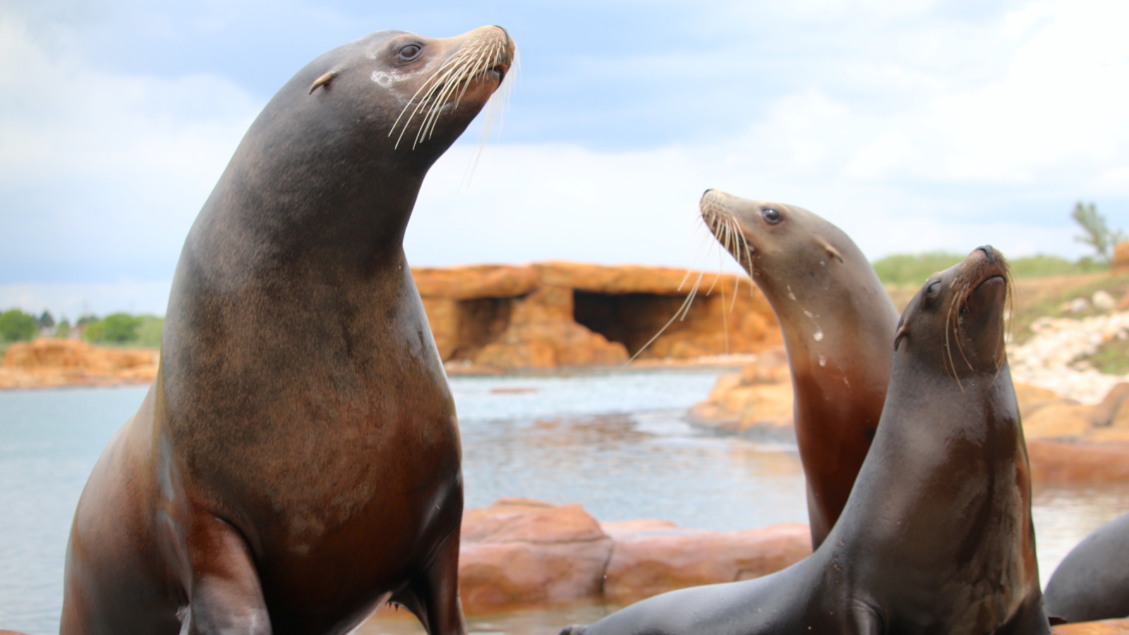 5 May Sea Lion Reserve Point Lobos Opens