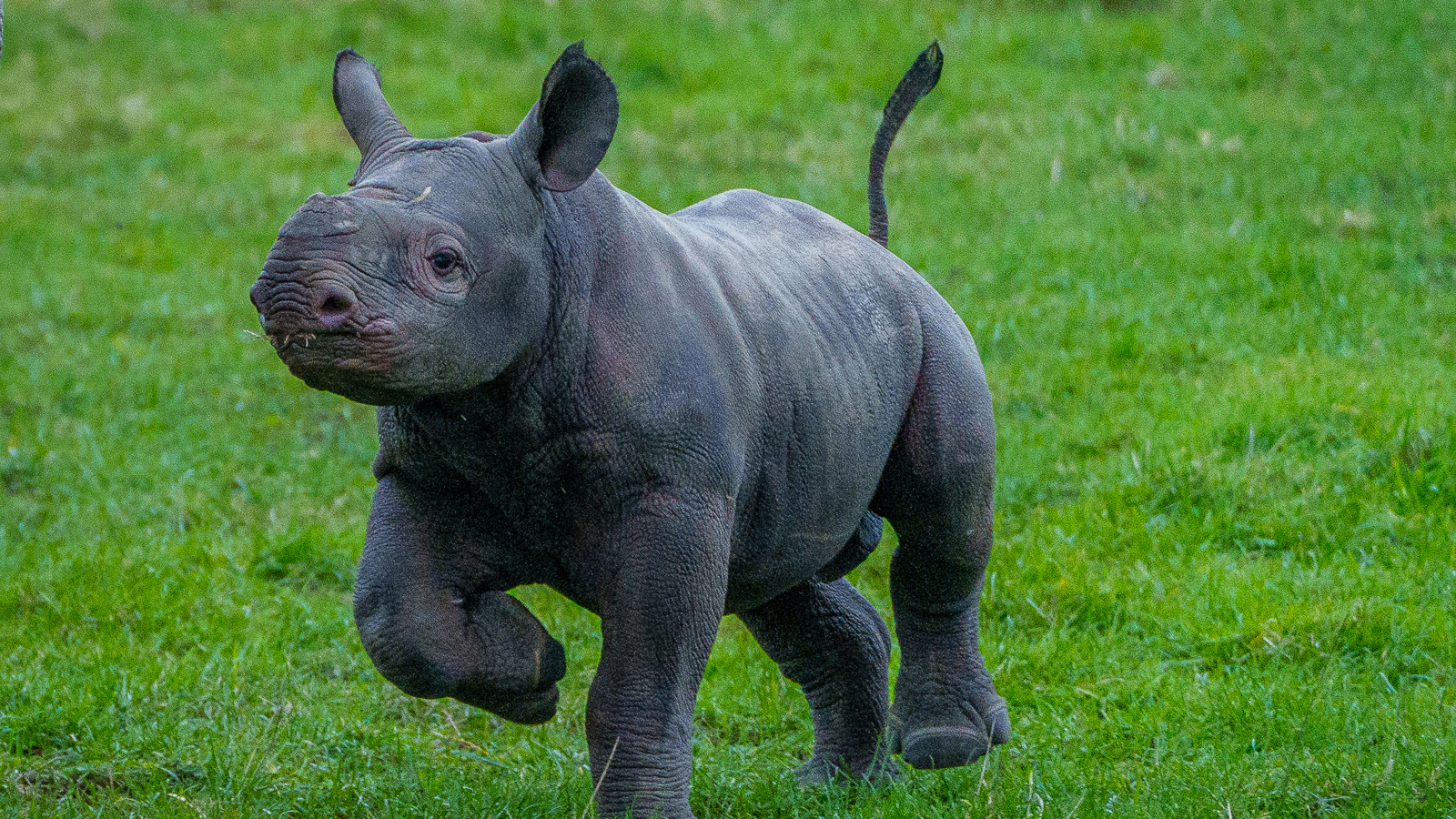 Yorkshire Wildlife Park Rhino 004
