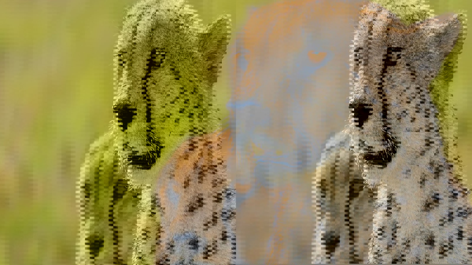 Ahmed Galal 8Lqzsbztzys Unsplash