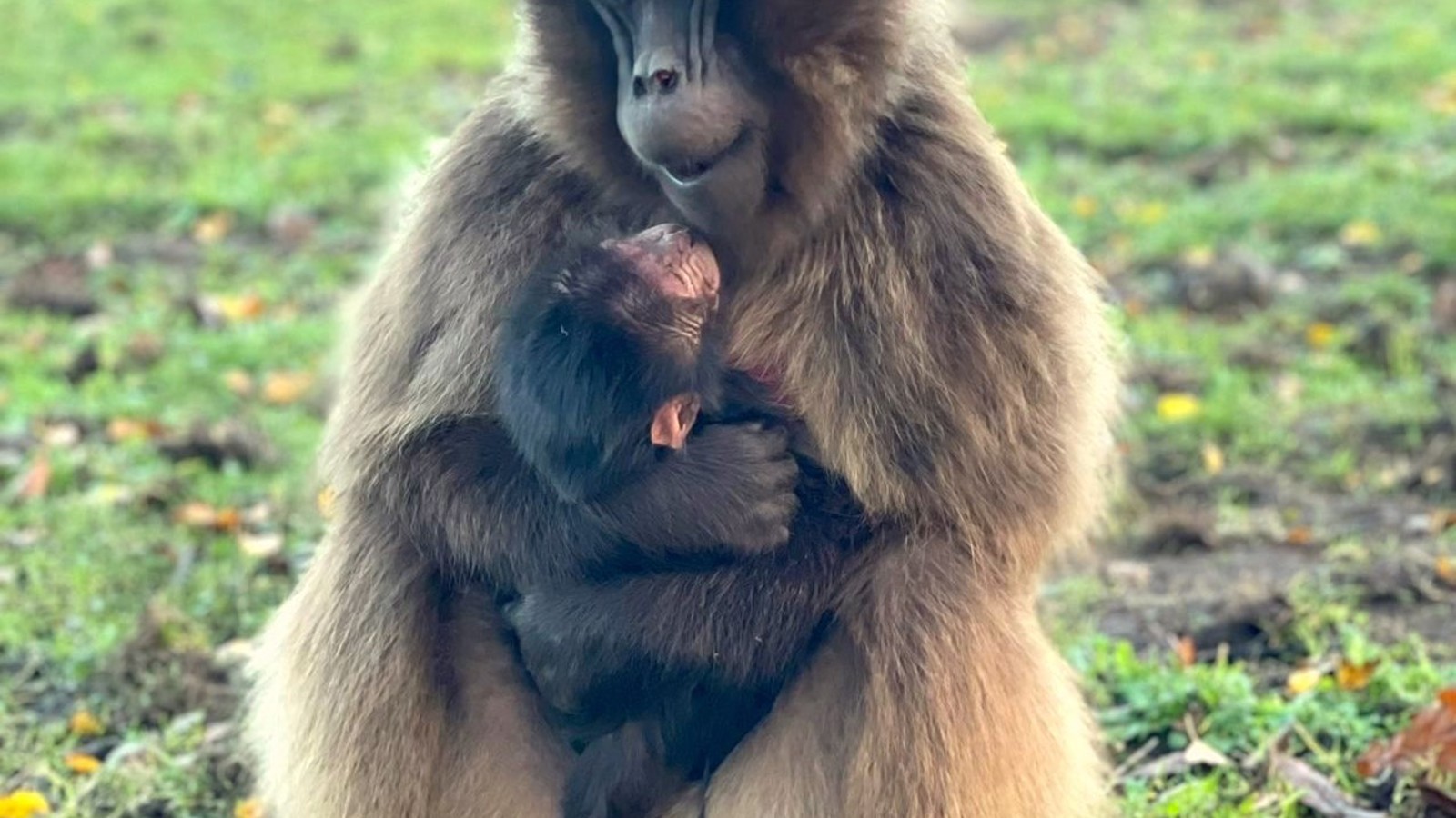 Gelada Photo2 Crop 2