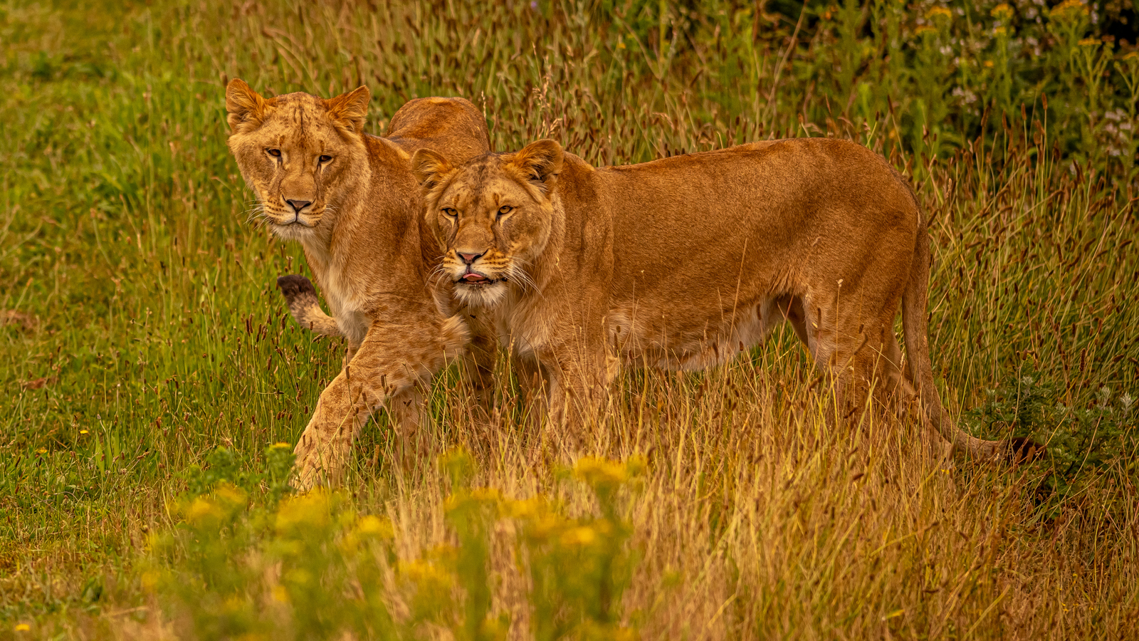 2024 Lion Rescue 2 Dr Ywp 132