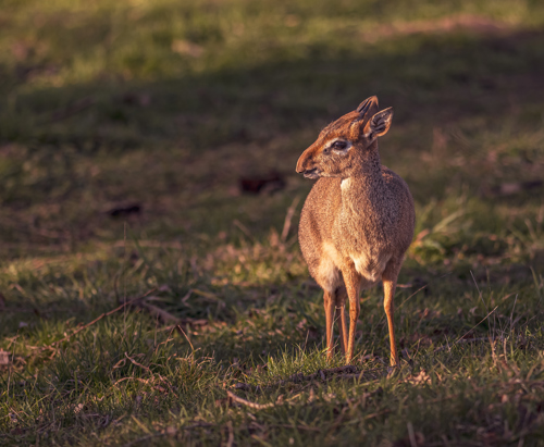 2023 04 05 2023 Dik Dik 2 Dr Ywp