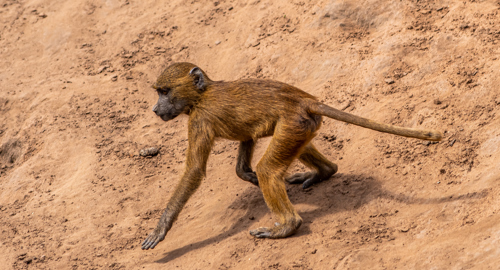 2022 06 01 2022Baboon 1 Dr Ywp