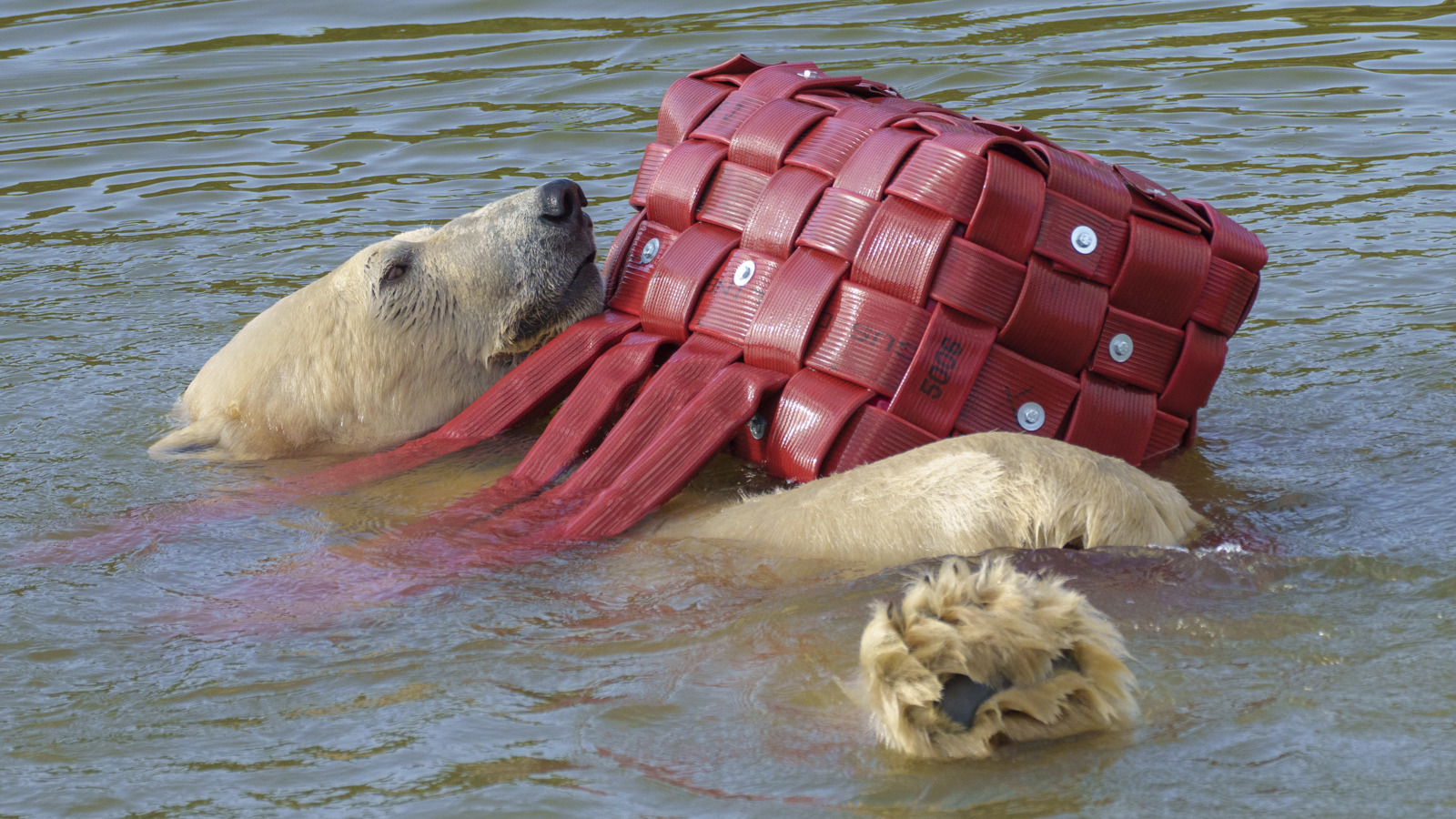 YWP Halloween Polarbear 014