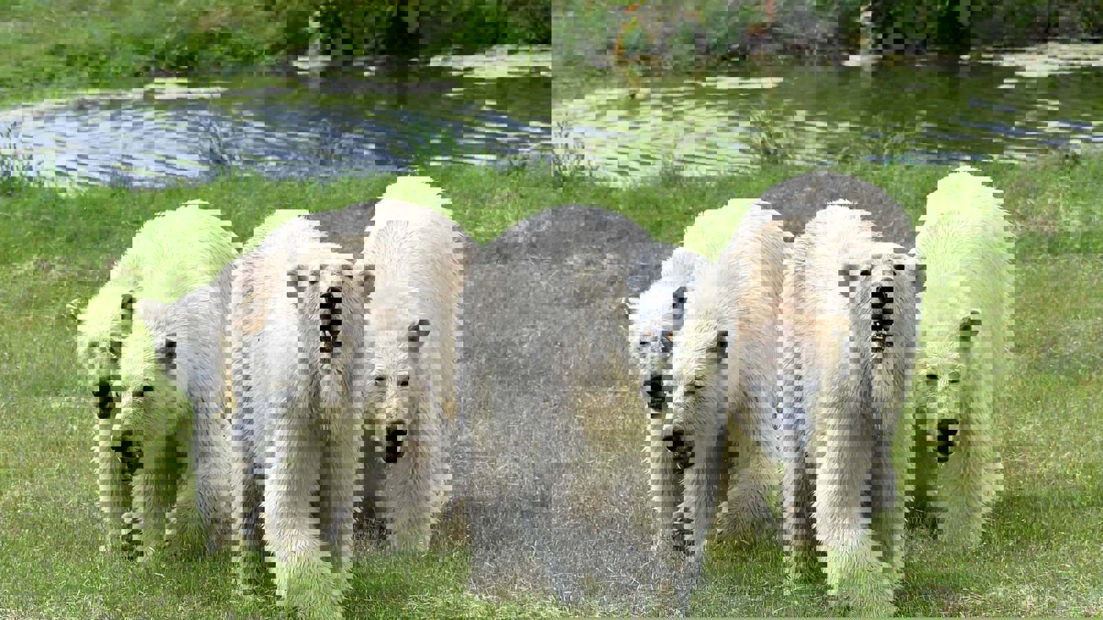 6 Jun Flocke And Cubs Arrive