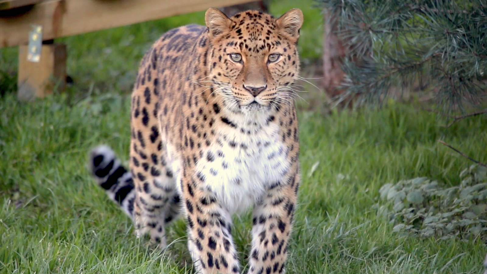 Kristen Leopard