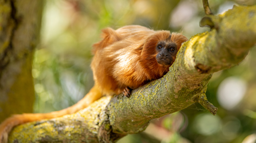 2023 05 31 2023 Golden Lion Tamarin 5 Dr Ywp