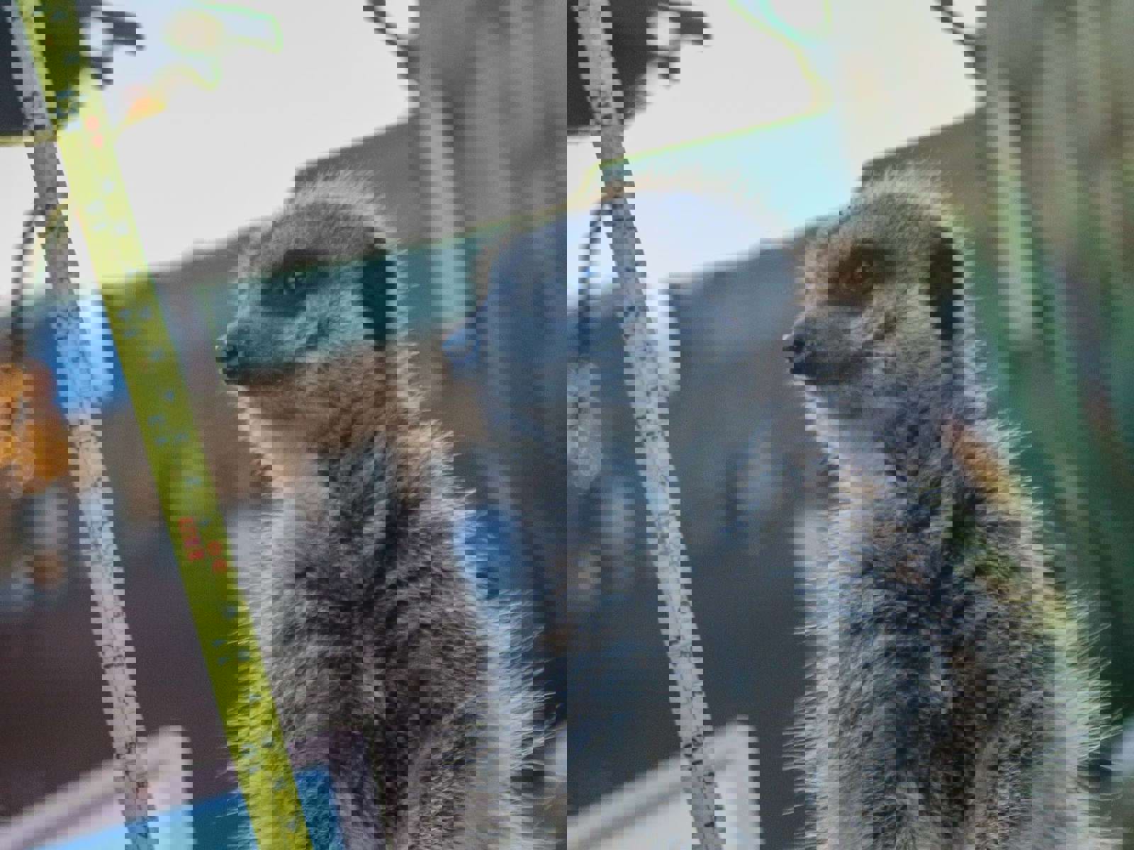 Img 3594