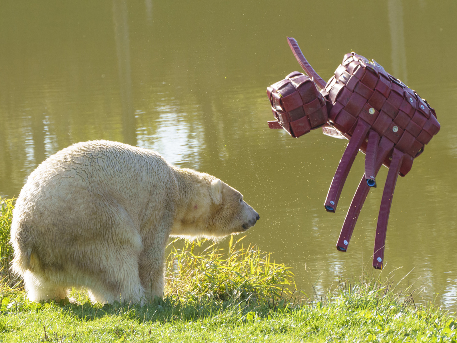 Ywp Halloween Polarbear 011