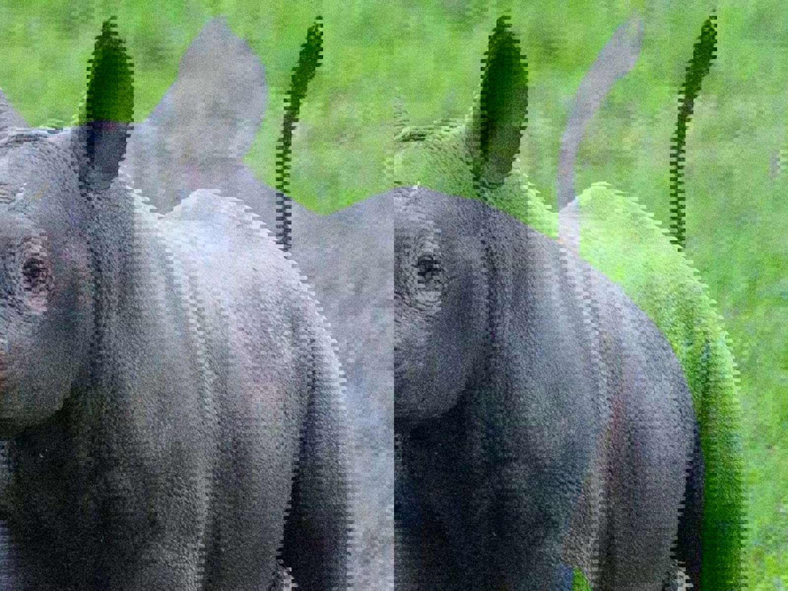 Yorkshire Wildlife Park Rhino 004