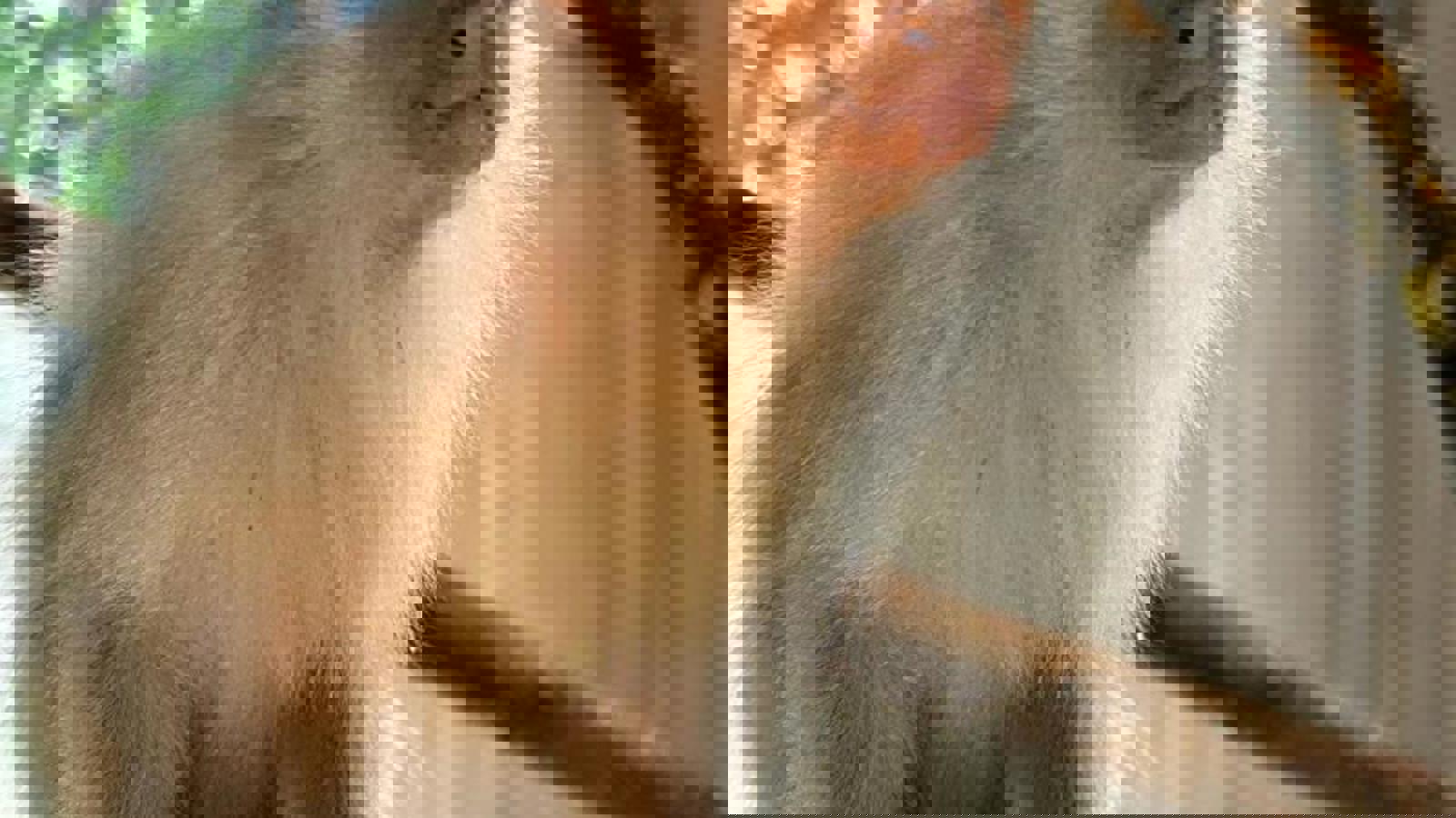 Silvery Marmoset 05