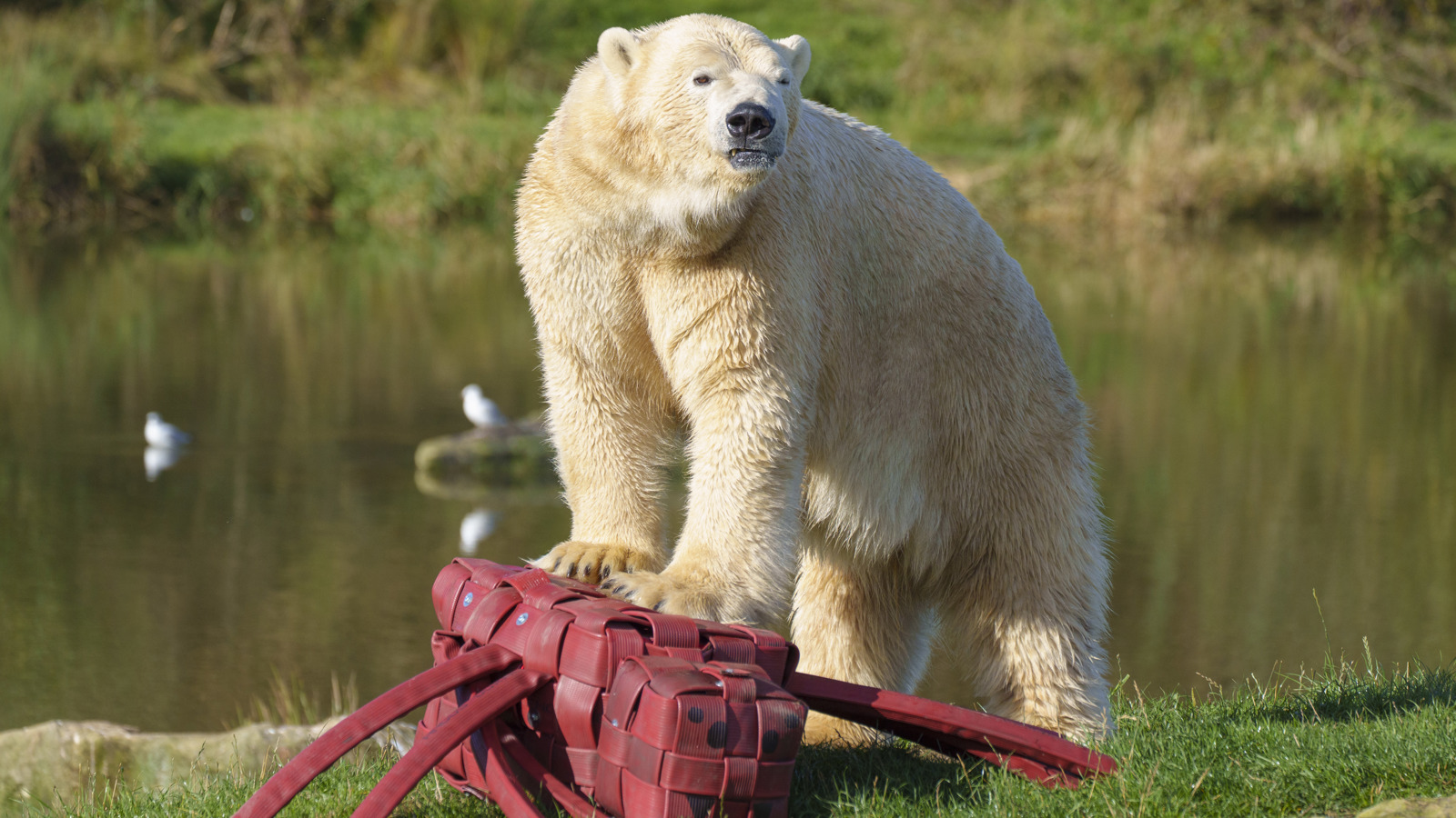 YWP Halloween Polarbear 002