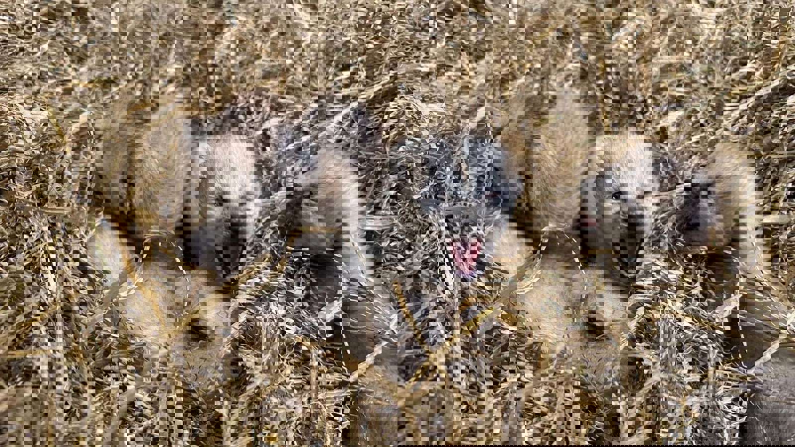 87742B30 4Aa3 4798 Acd3 060Efc2fea8a (1)