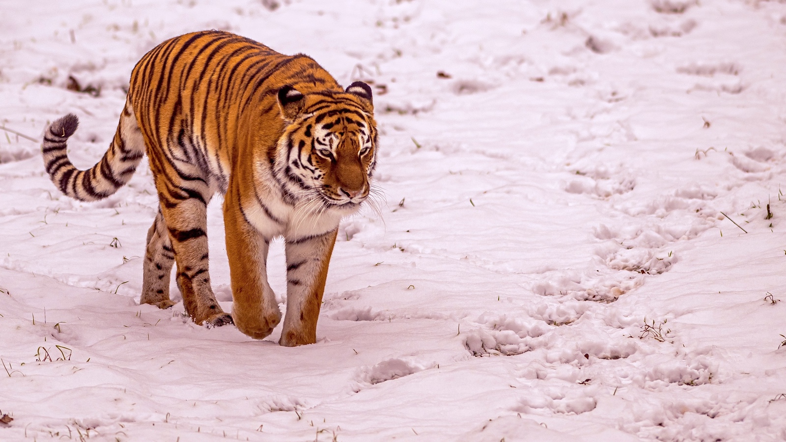 2023 Land Of The Tiger Dr Ywp 96