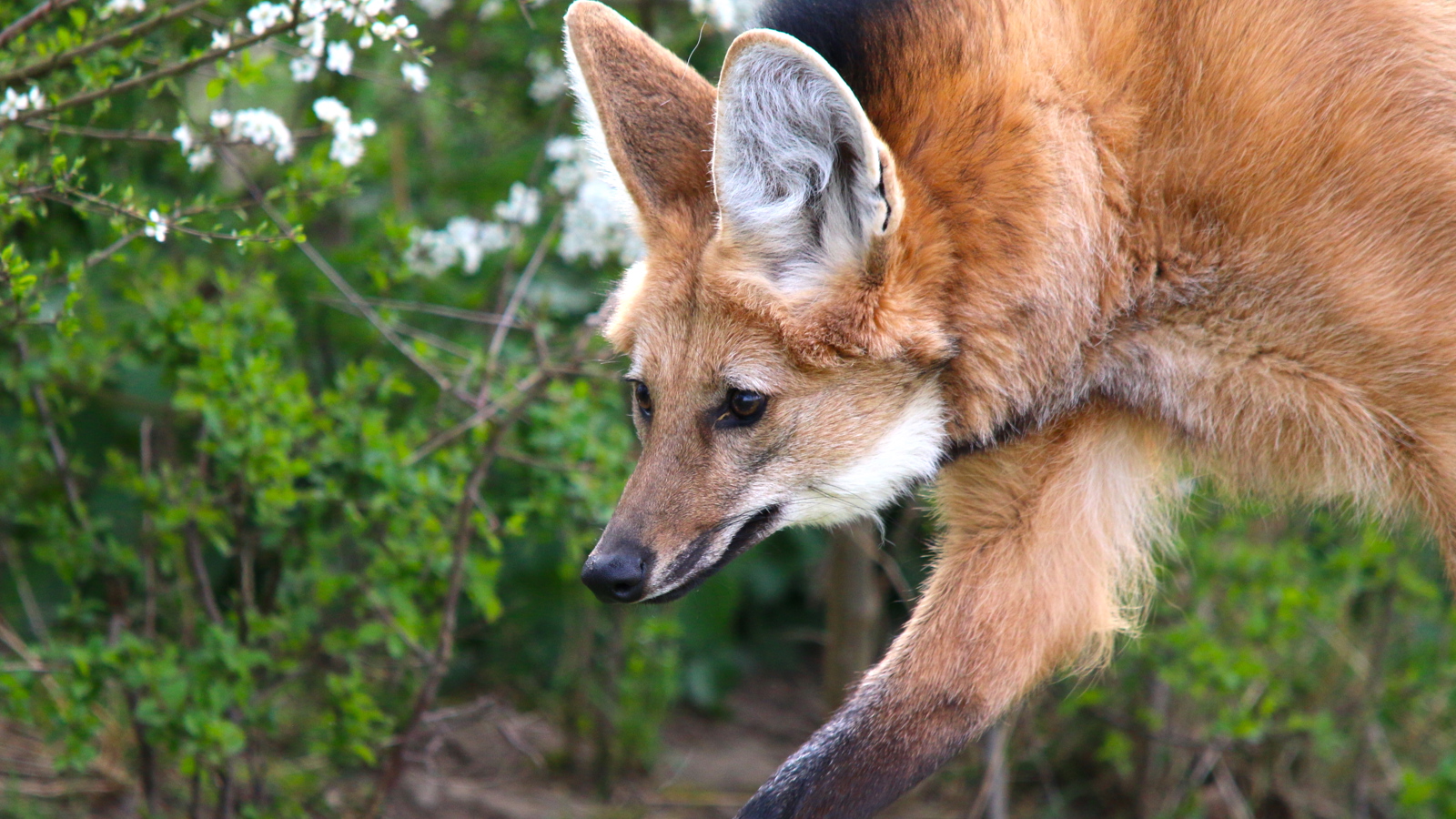 Maned Wolf
