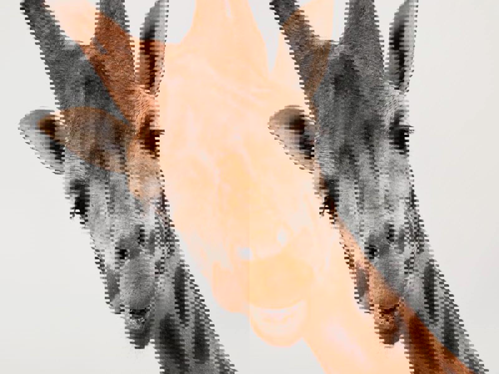 Giraffe Face Close Up
