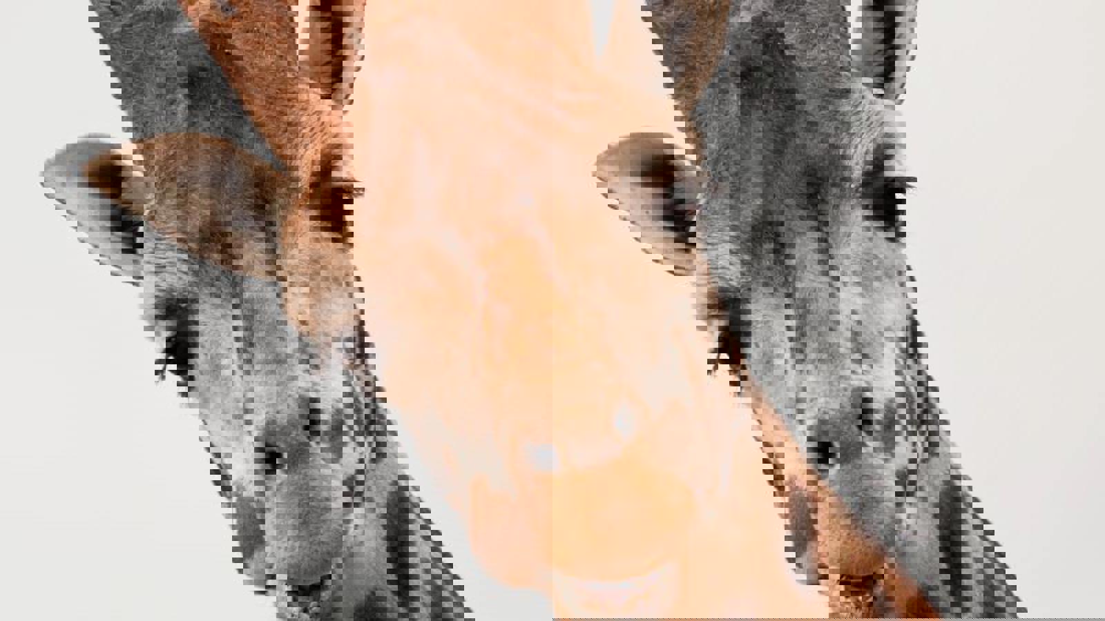 Giraffe Face Close Up