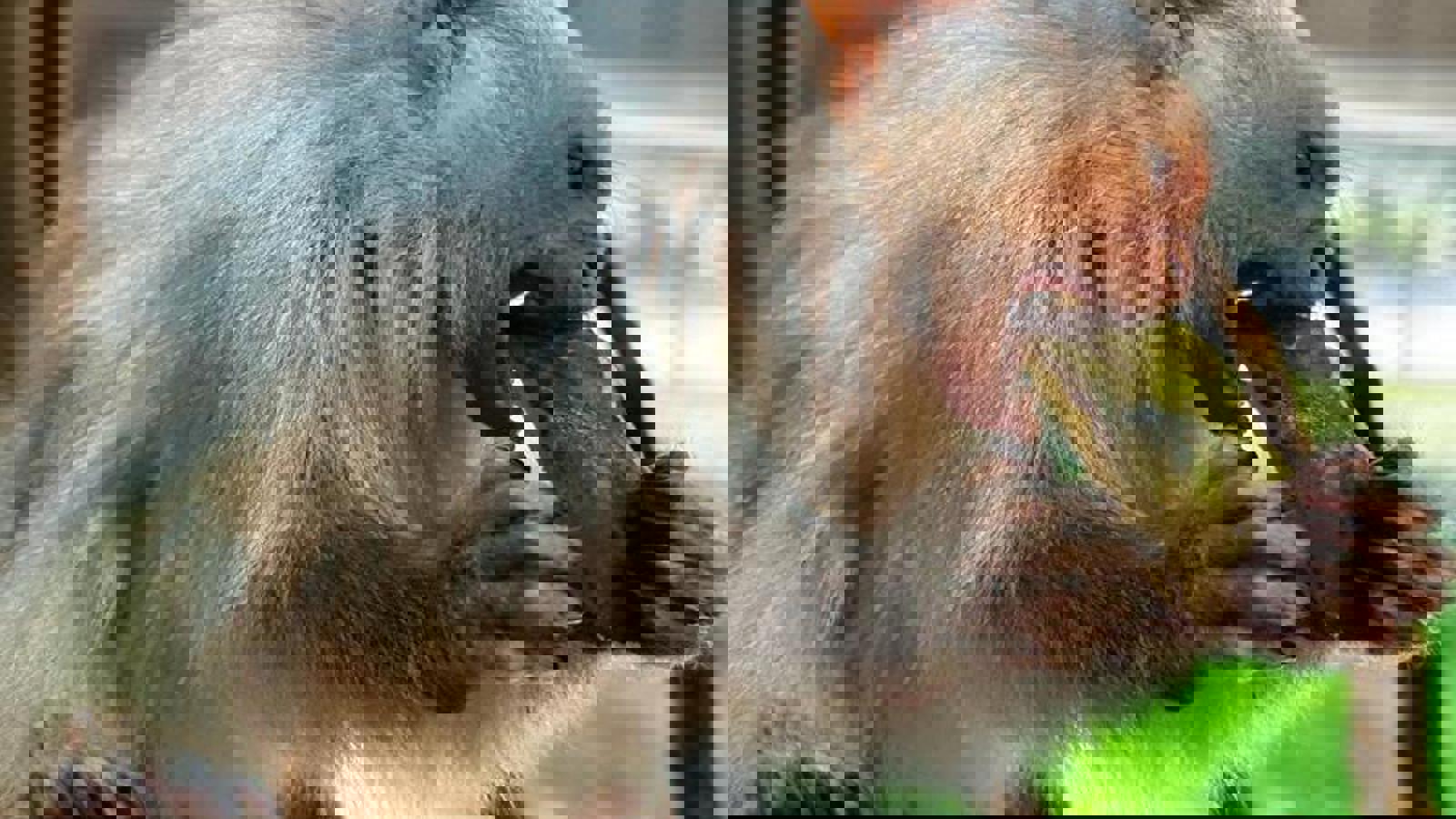 Silvery Marmoset 02 Copy