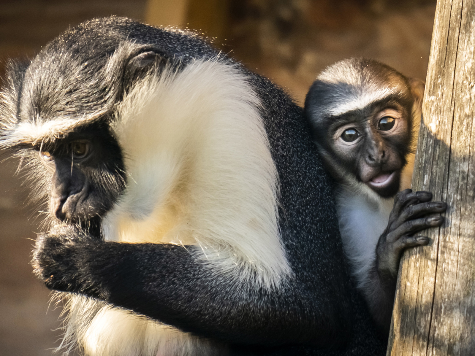 Animals Monkey 003 Web Only