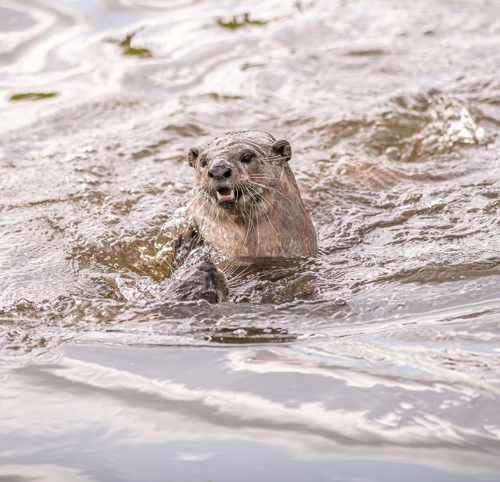 2023 05 31 2023 Smooth Coated Otters 17 Dr Ywp