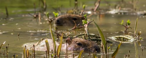 2017 12 20 Capybara Enjoying The Water 2 Dr Ywp