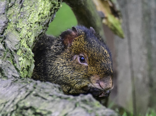 Agouti Ywp
